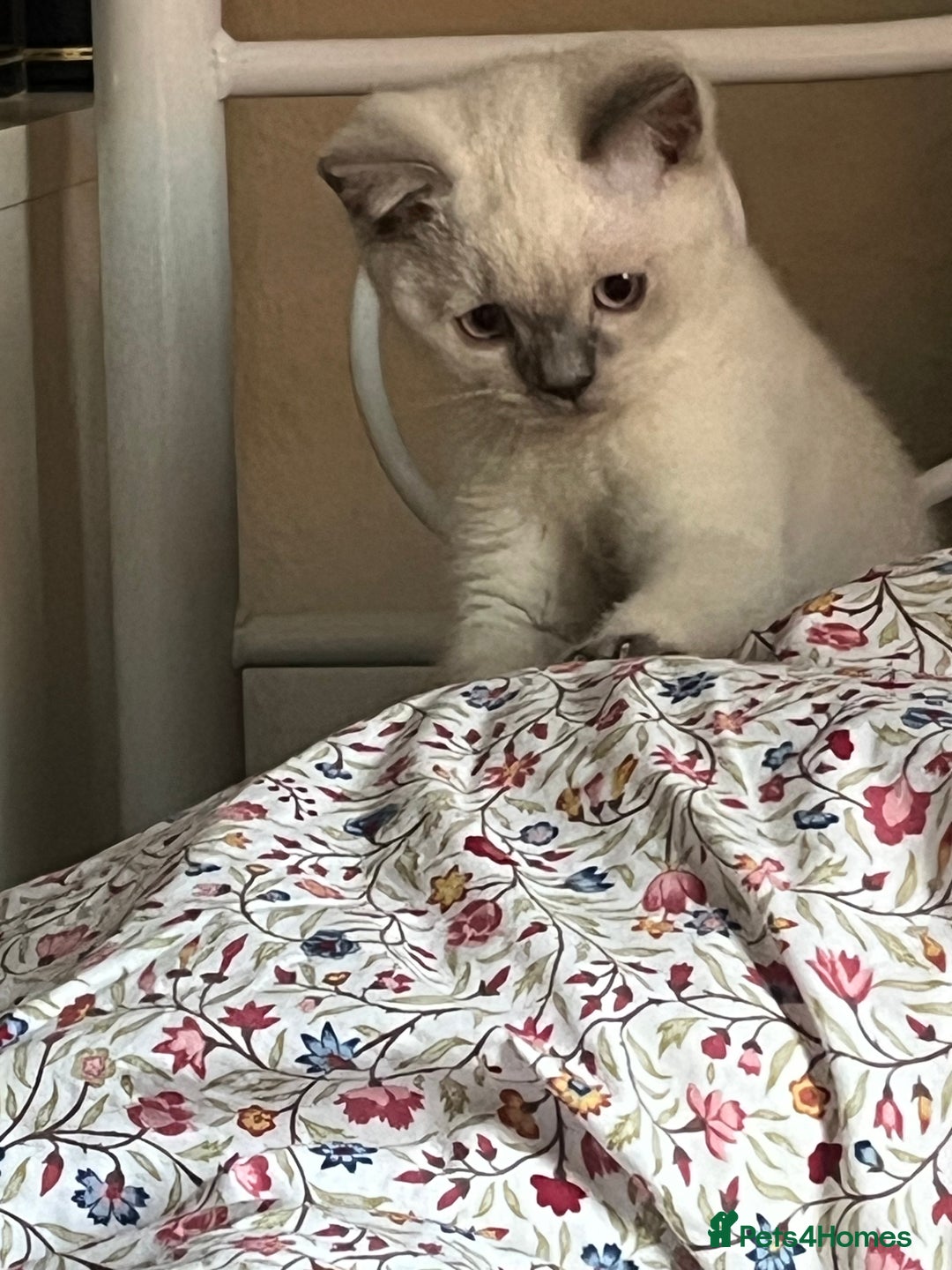 British Shorthair cats for sale: British Shorthair Colour Points   - Image 3