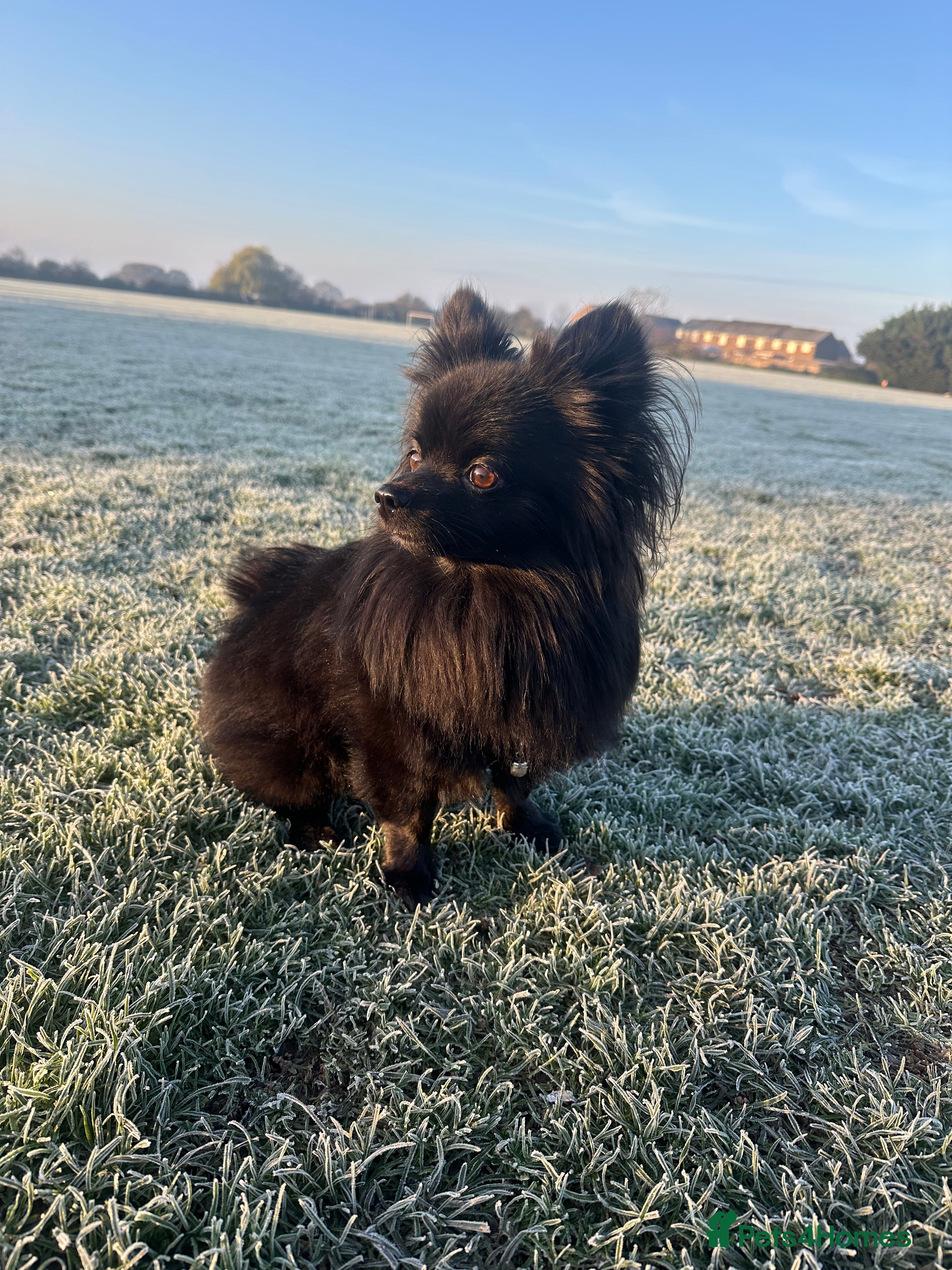 Pomeranian dogs Pomeranian x Papillon - Advert 3