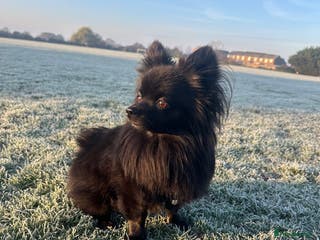 Pomeranian dogs Pomeranian x Papillon - Advert 3