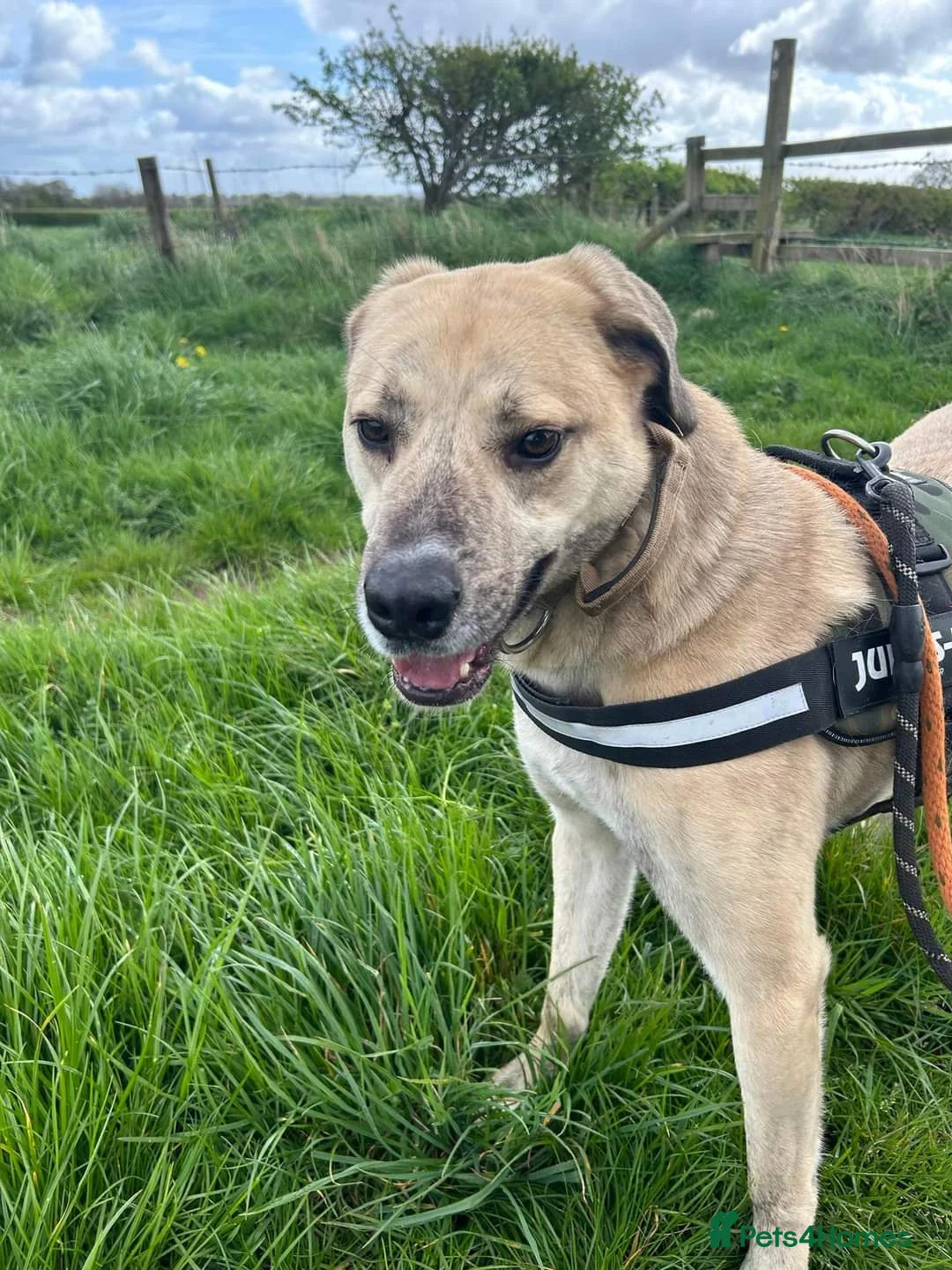 Mixed Breed dogs for adoption: Meet Ziggy, currently residing in Cheshire  in Nantwich - Advert 14