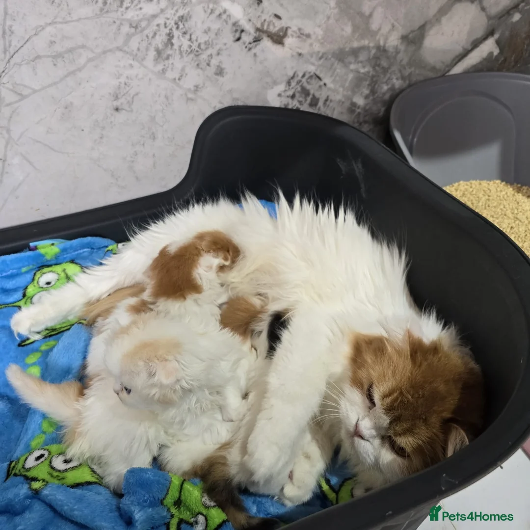 Scottish Fold cats for sale: Five wee Wonders seeking mum or dad - Advert 1