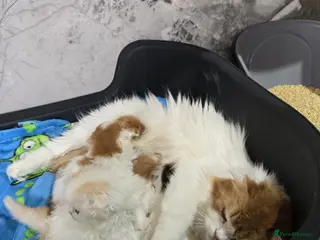 Scottish Fold cats Five wee Wonders seeking mum or dad - Advert 11