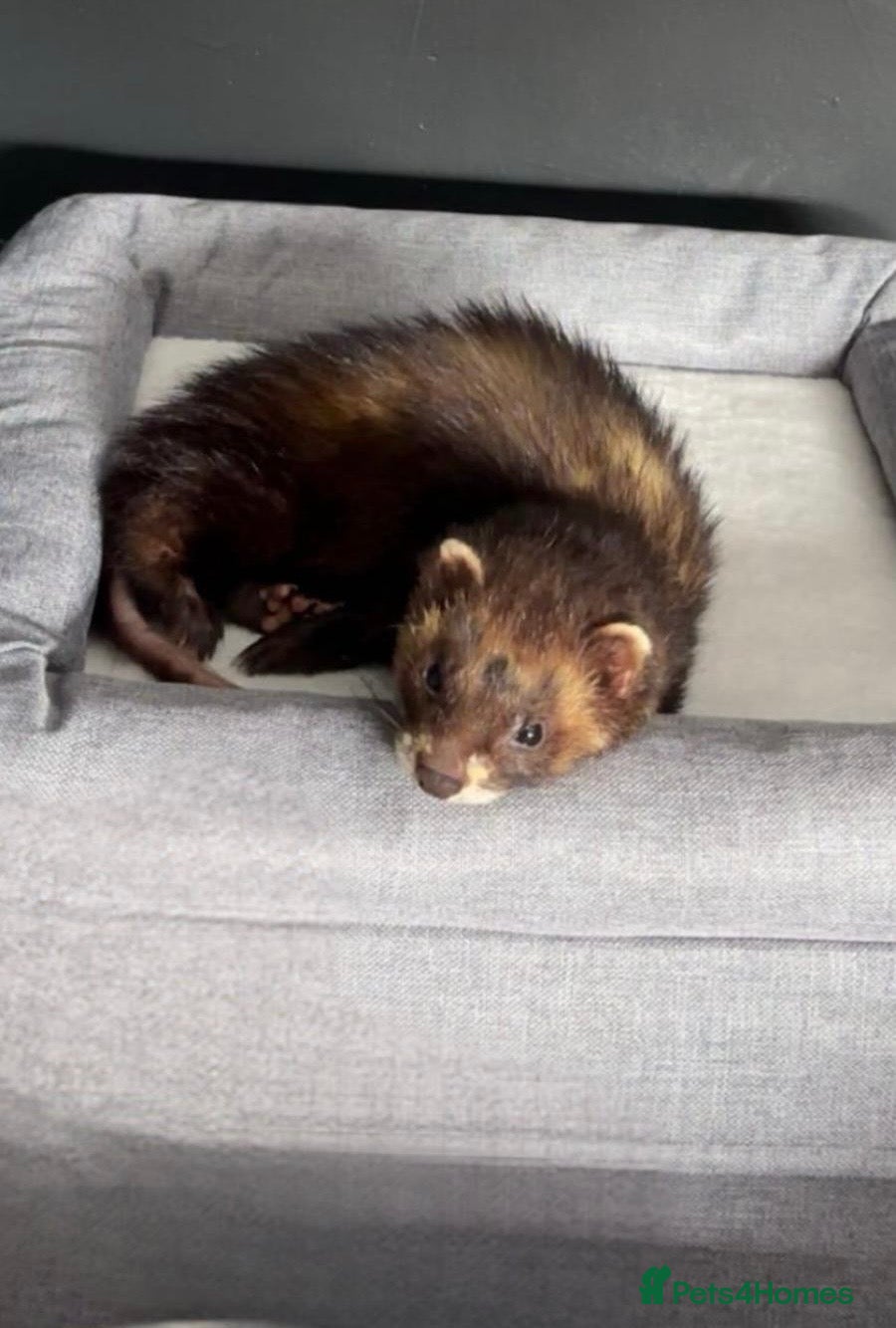Ferret rodents Male ferret - Advert 4