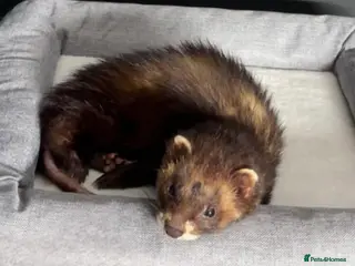 Ferret rodents Male ferret - Advert 4
