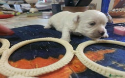 Maltese dogs for sale: 4 puppies bichons maltese - Image 13
