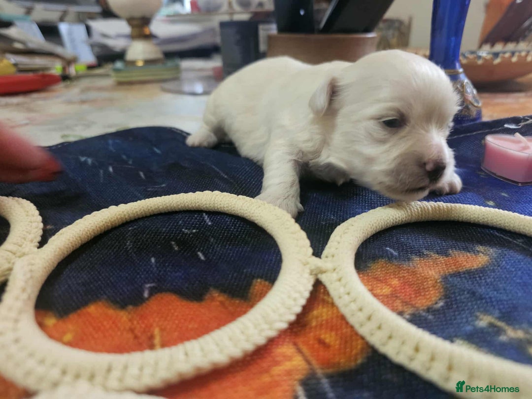 Maltese dogs for sale: 4 puppies bichons maltese - Image 13