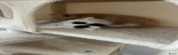 Mixed Breed cats for sale: My beautiful kittens are for sale - Advert 8