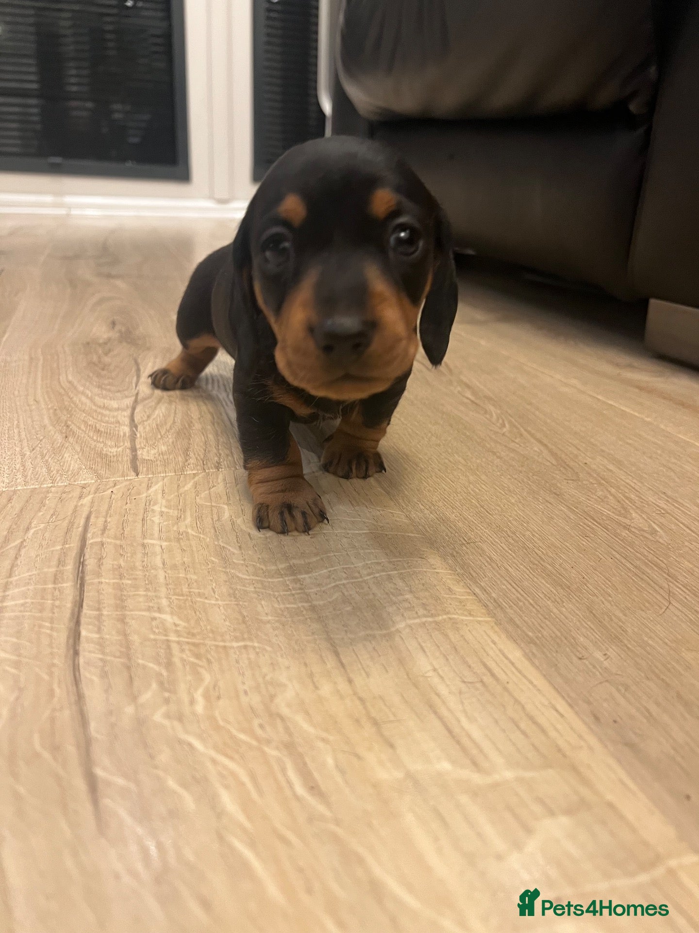 Miniature Dachshund dogs for sale: Champion line miniature dachshunds KC REG PRACLEAR - Advert 1