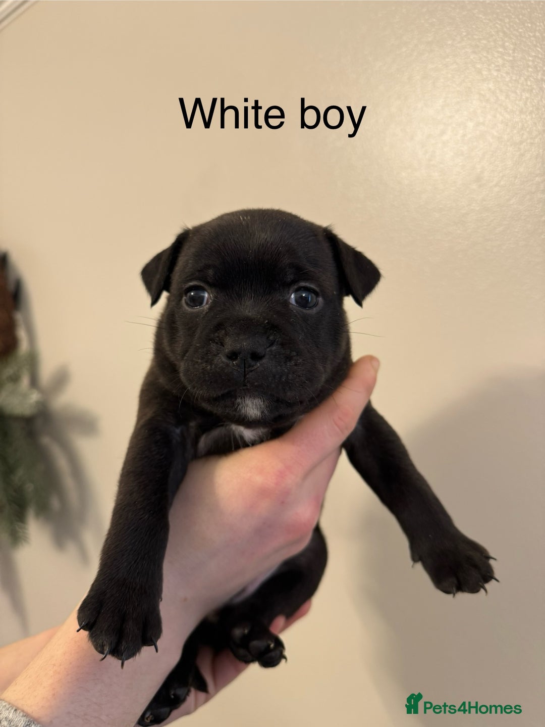 Staffordshire Bull Terrier dogs for sale: KC Staffordshire bull terrier puppies  - Advert 27