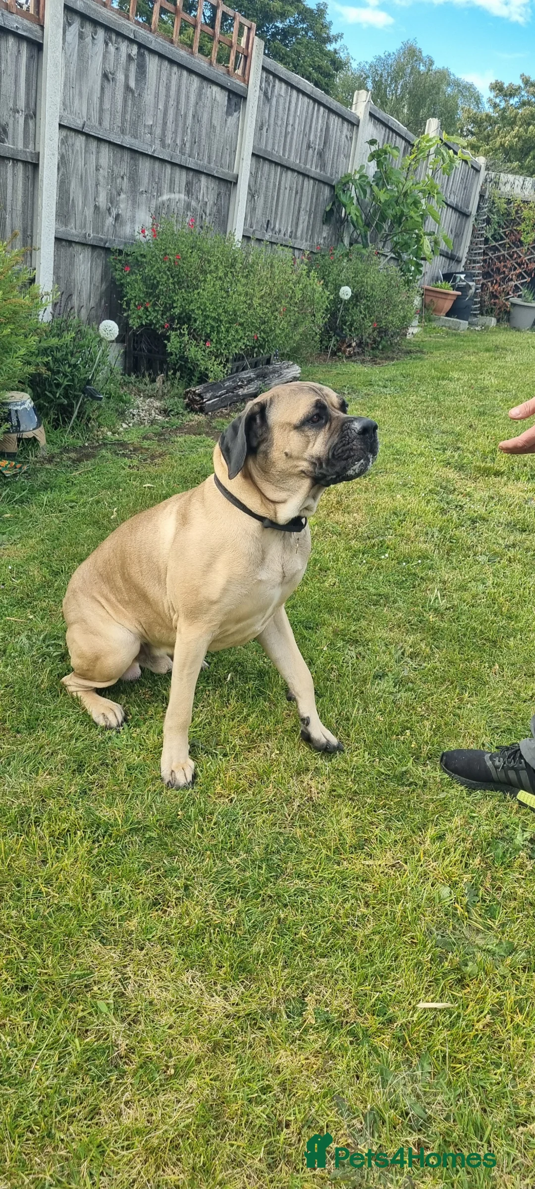 Cane Corso dogs for stud: Cane Corso STUD fawn - Advert 13