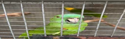 Parrots birds for sale: Yellow Nape Amazons  - Advert 3