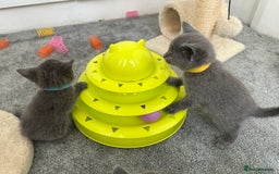 Russian Blue cats for sale: Russian Blue Kittens  - Advert 20