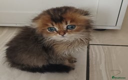 Scottish Fold cats for sale: Scottish Fold Kittens ( Delivery available) - Image 8