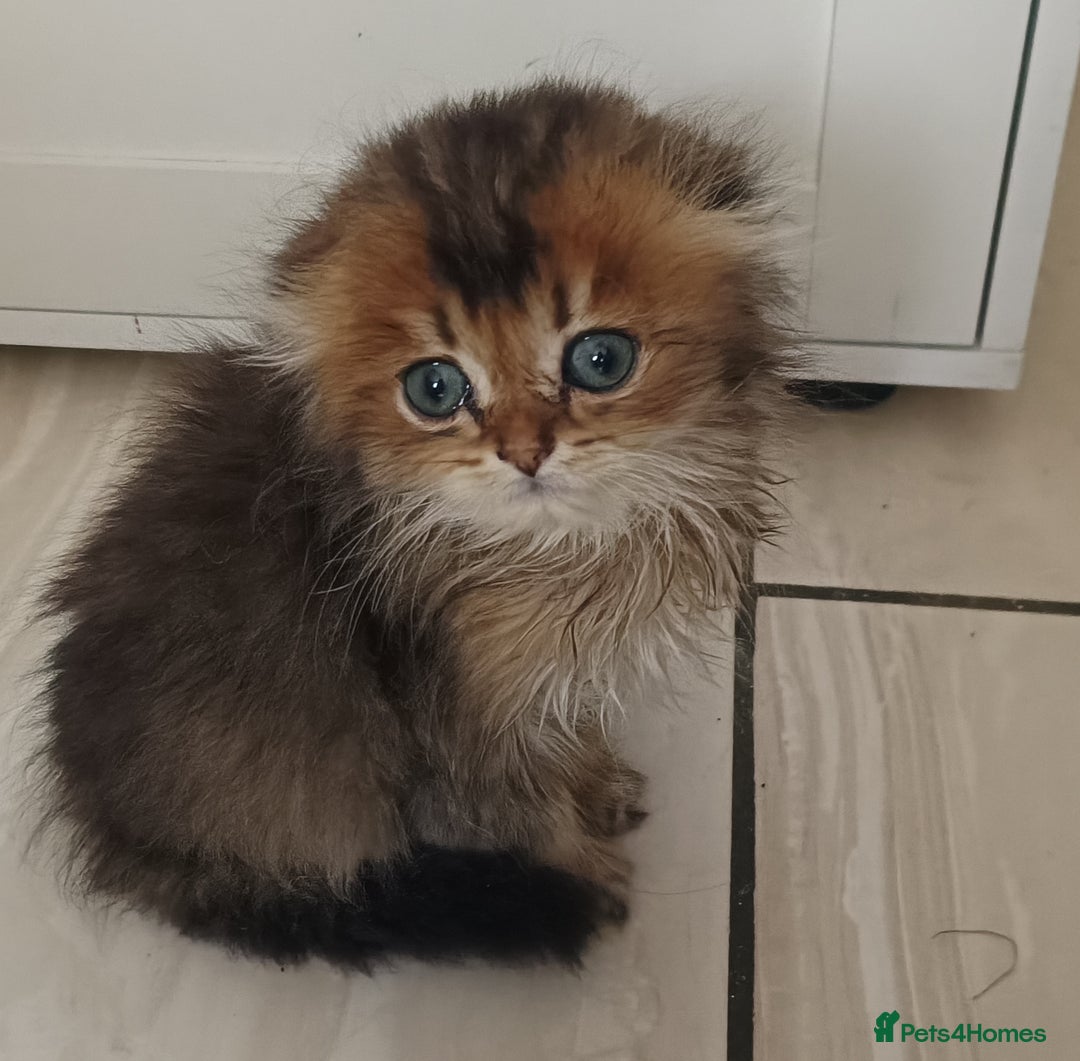 Scottish Fold cats for sale: Scottish Fold Kittens ( Delivery available) - Image 8