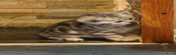 British Shorthair cats for sale: Beautiful bsh silver spotty kitten - Advert 20