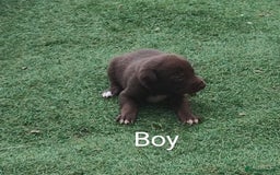Borador dogs for sale: Beautiful litter of borador pups ready now - Image 10