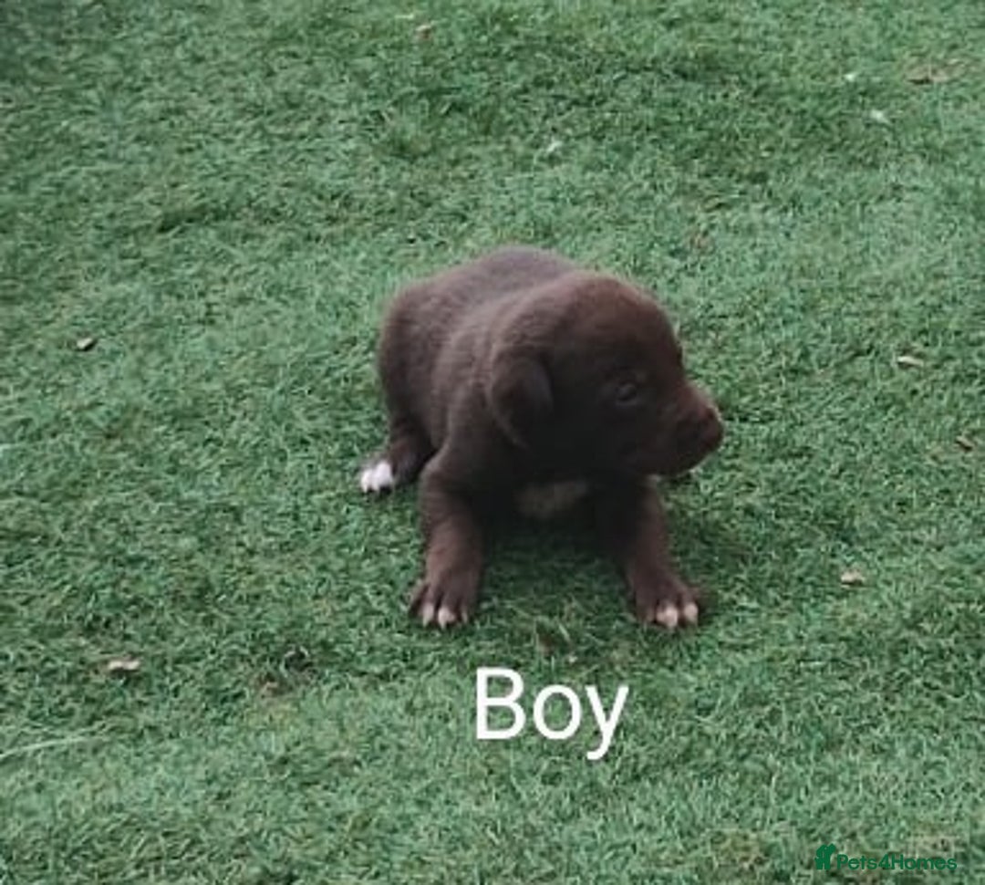 Borador dogs for sale: Beautiful litter of borador pups ready now - Image 10