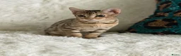 Bengal cats for sale: Stunning beautiful bengal kittens  - Advert 2