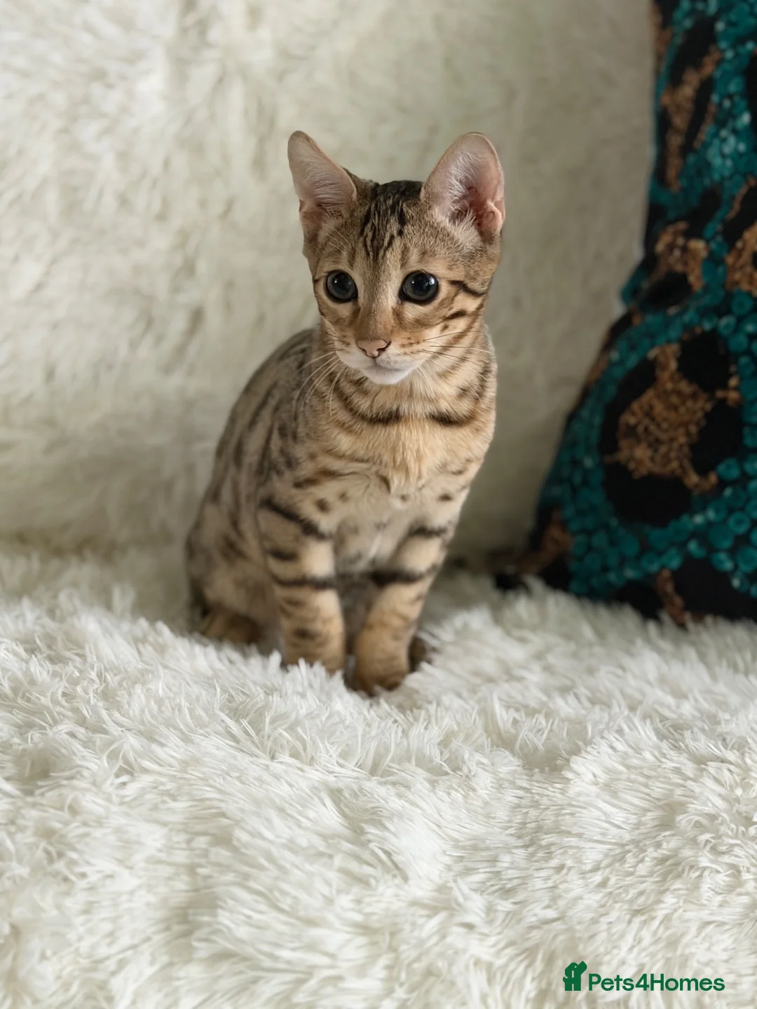 Bengal cats for sale: Stunning beautiful bengal kittens  - Advert 2