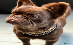 French Bulldog dogs for stud: Visual fluffy Choc Rojo and Isabella  in London - Image 6