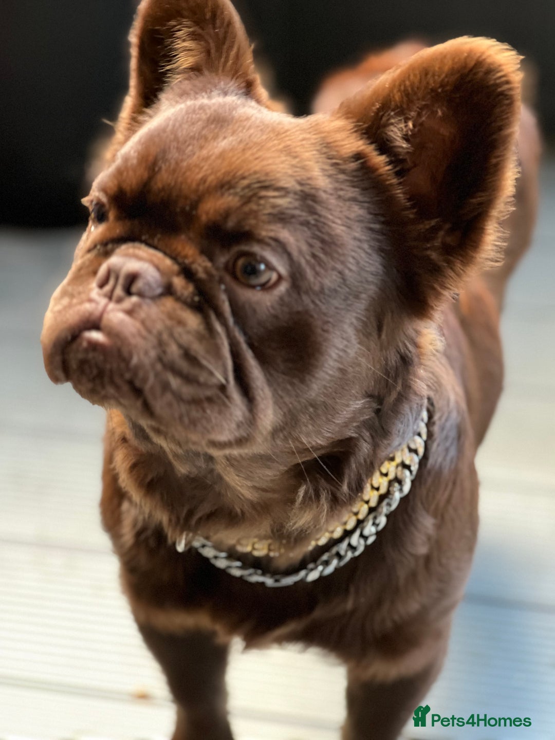 French Bulldog dogs for stud: Visual fluffy Choc Rojo and Isabella  in London - Image 6