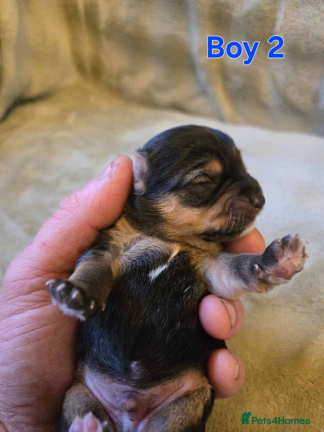 Yorkshire Terrier dogs for sale: Beautiful Miniature Yorkshire Terrier Puppies - Advert 5