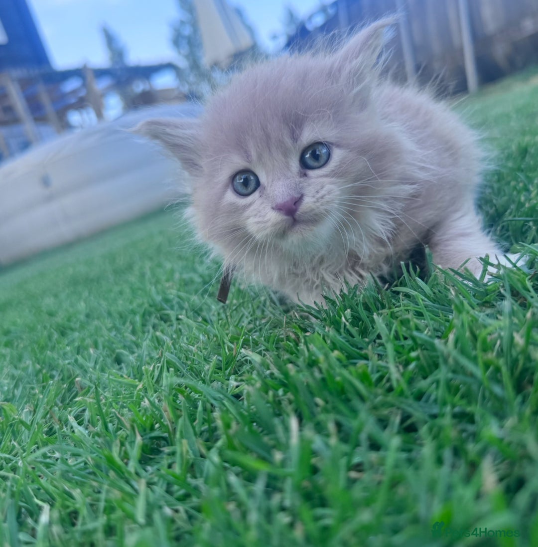 Maine Coon cats for sale: TICA REGISTERED champion Mainecoon kittens in Tring - Image 13