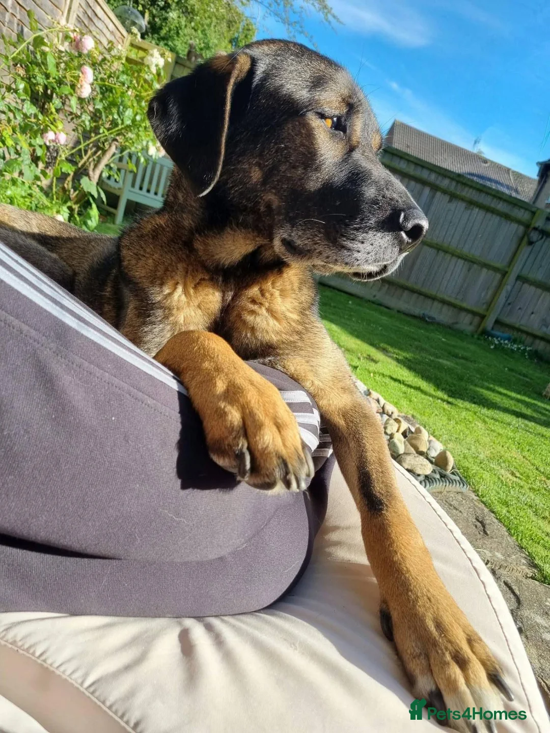 Mixed Breed dogs for adoption: HELP US FIND LOCryn HIS NEXT HOME in Weston-super-Mare - Advert 2