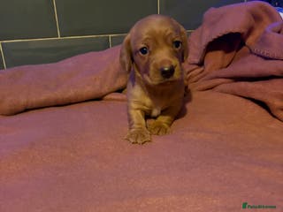 Miniature Dachshund dogs Beautiful miniature dachshunds - Advert 1