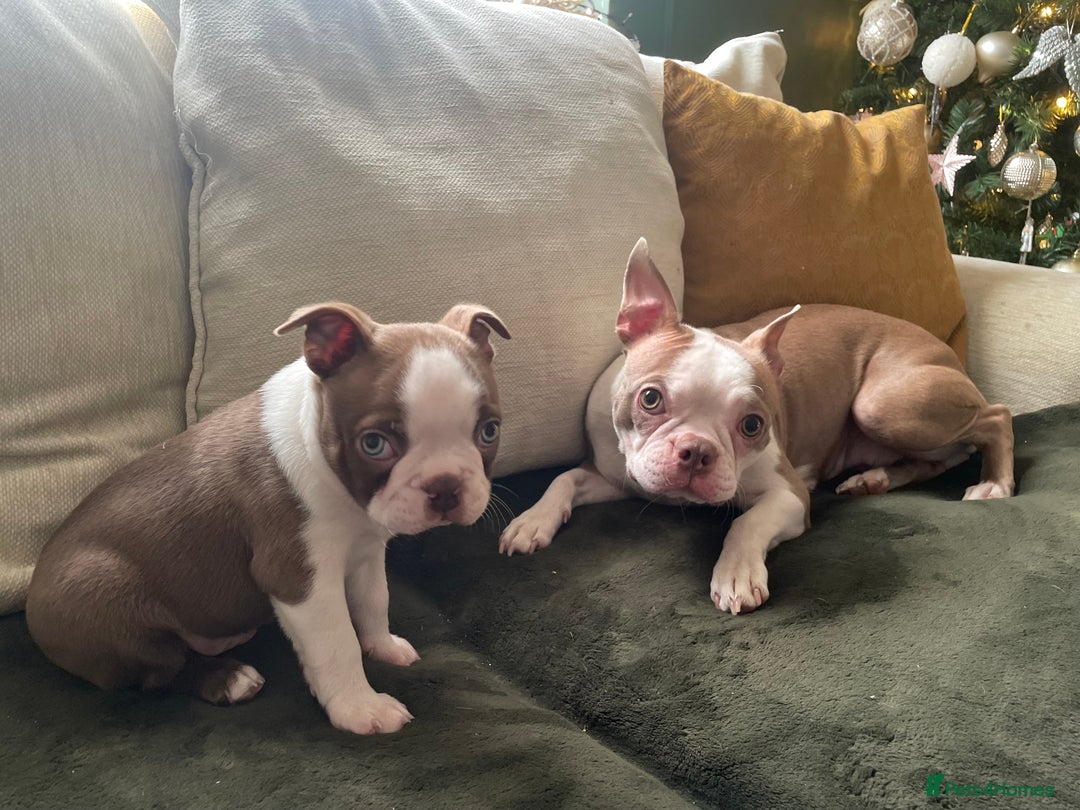 Boston Terrier dogs for sale: 1 brown boy Boston puppy available now  - Advert 3