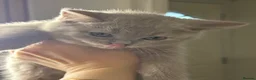 British Shorthair cats for sale: no deposit! VERY CUDDLY/LAP 100% Pure CHAMPIONS - Advert 22