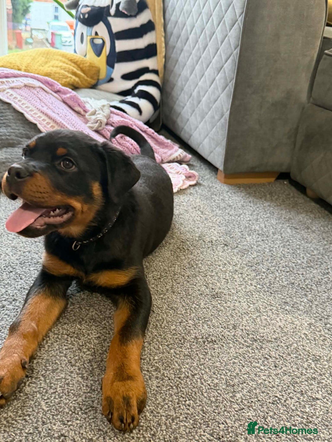 Rottweiler dogs for sale: Rottweiler puppy - Advert 2