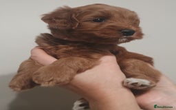 Australian Labradoodle dogs for sale: Miniature Australian labradoodle pups 100% Pure  - Image 5