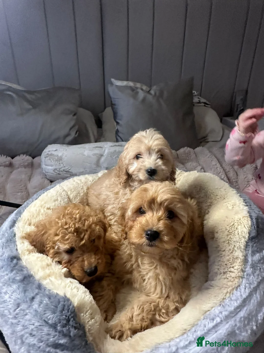 Cavapoo dogs for sale: Cavapoo puppies  - Advert 11