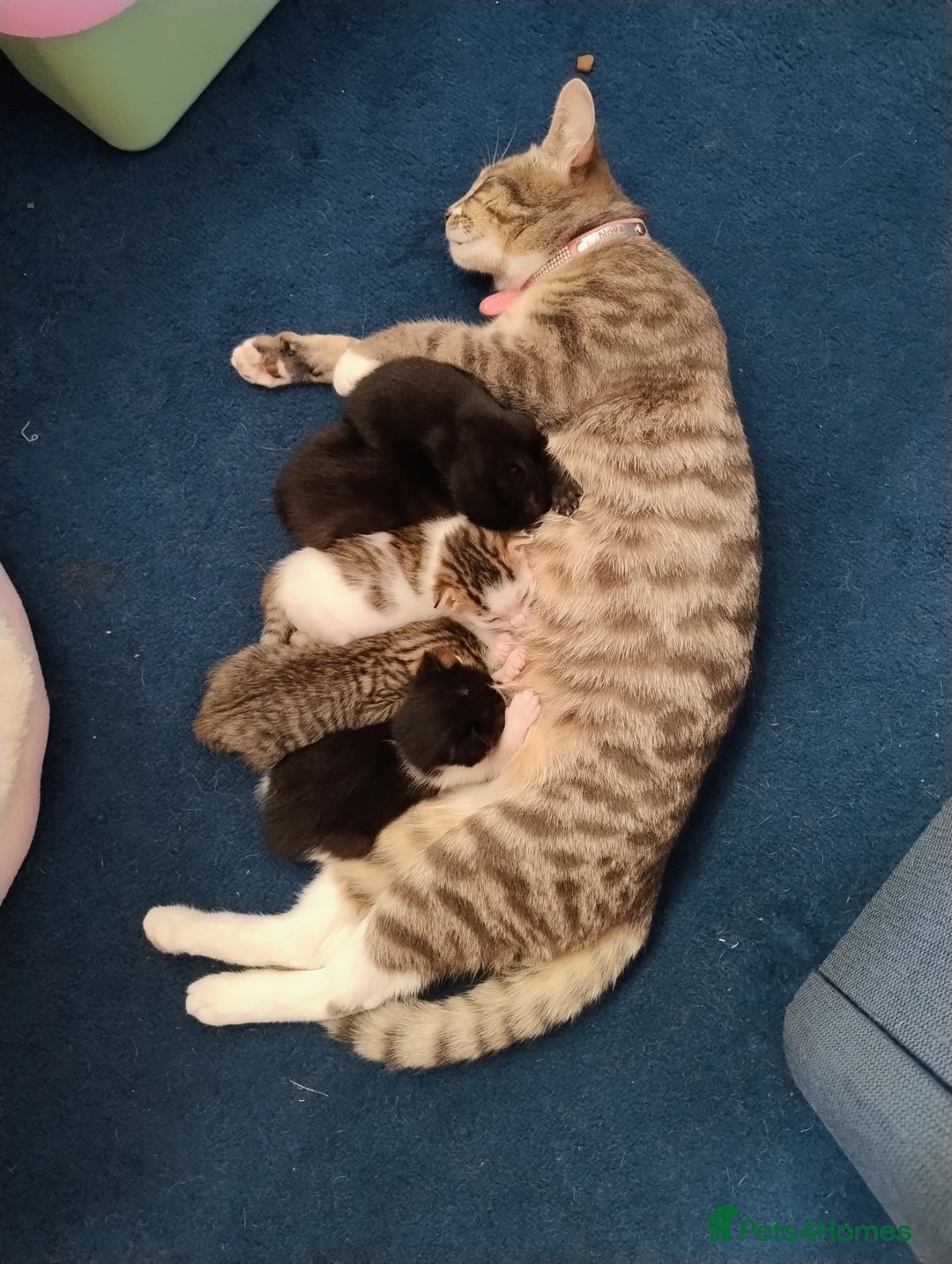 Mixed Breed cats for sale: Stunning kittens - Image 11