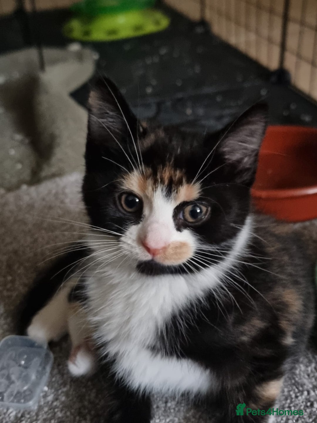 Mixed Breed cats for sale: Ginger tuxedo kittens  - Advert 18
