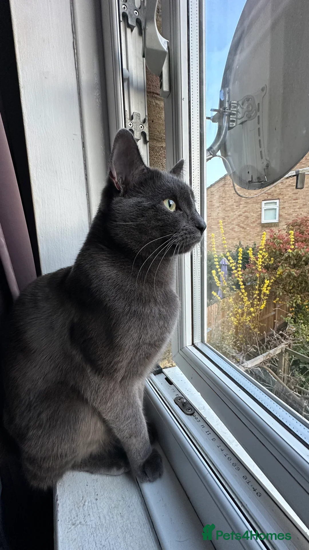 Chartreux cats for stud: Handsome BSH mix for Stud  in London - Advert 5