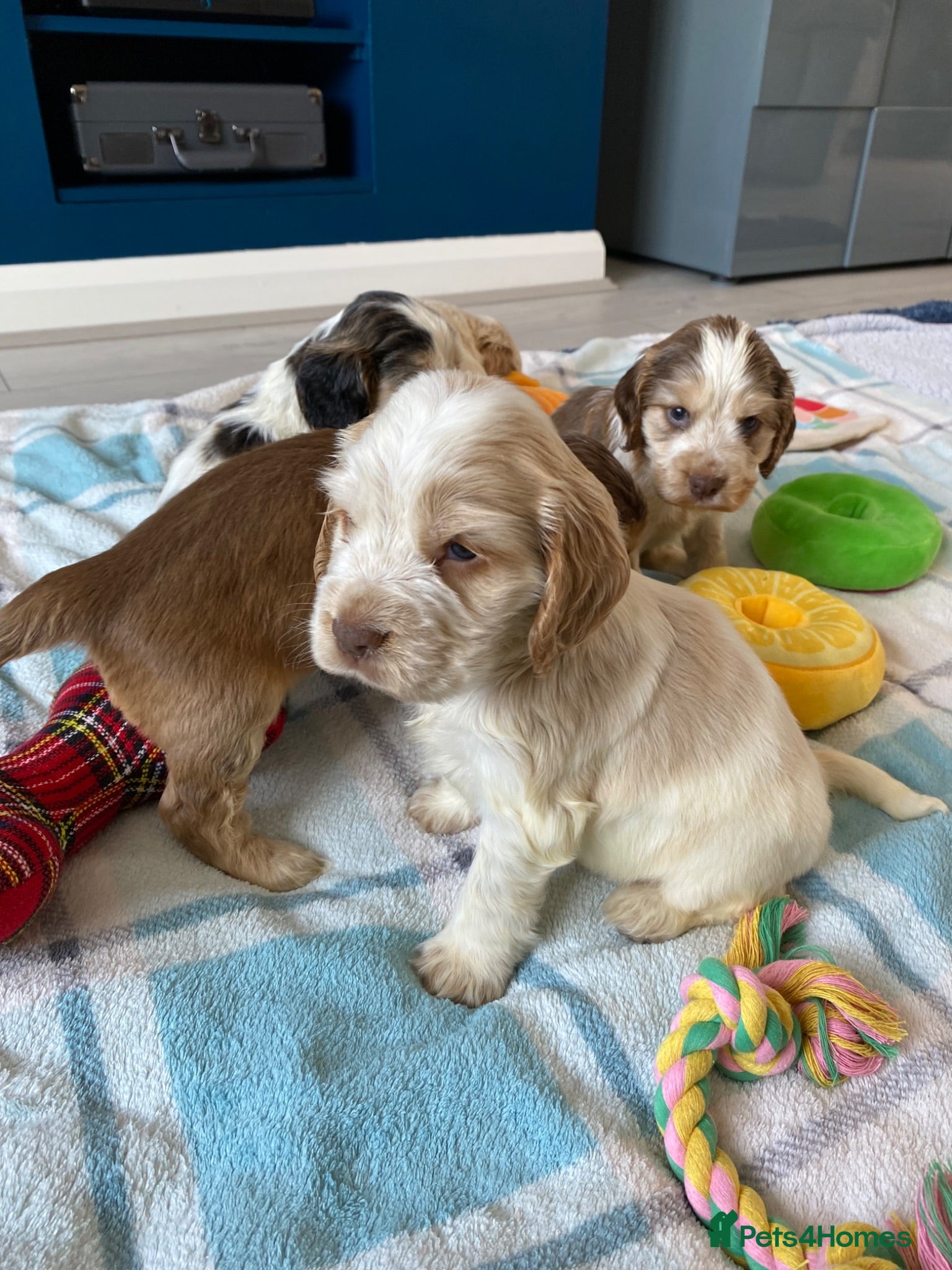 Cocker Spaniel dogs 🐶Show type KC reg vaccinated READY SOON  - Advert 2