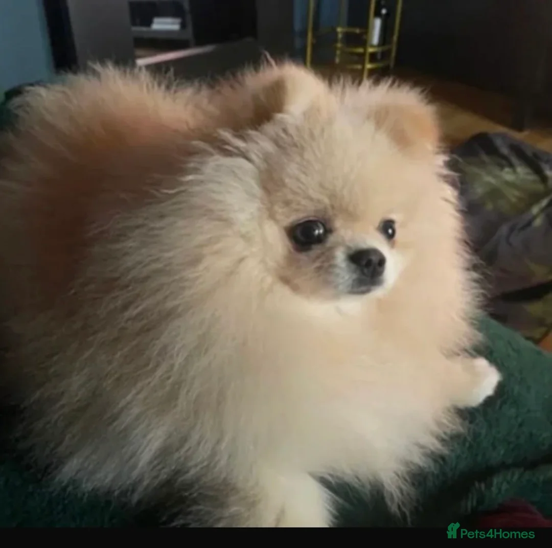Pomeranian dogs for sale: Pomeranian  in London - Advert 2