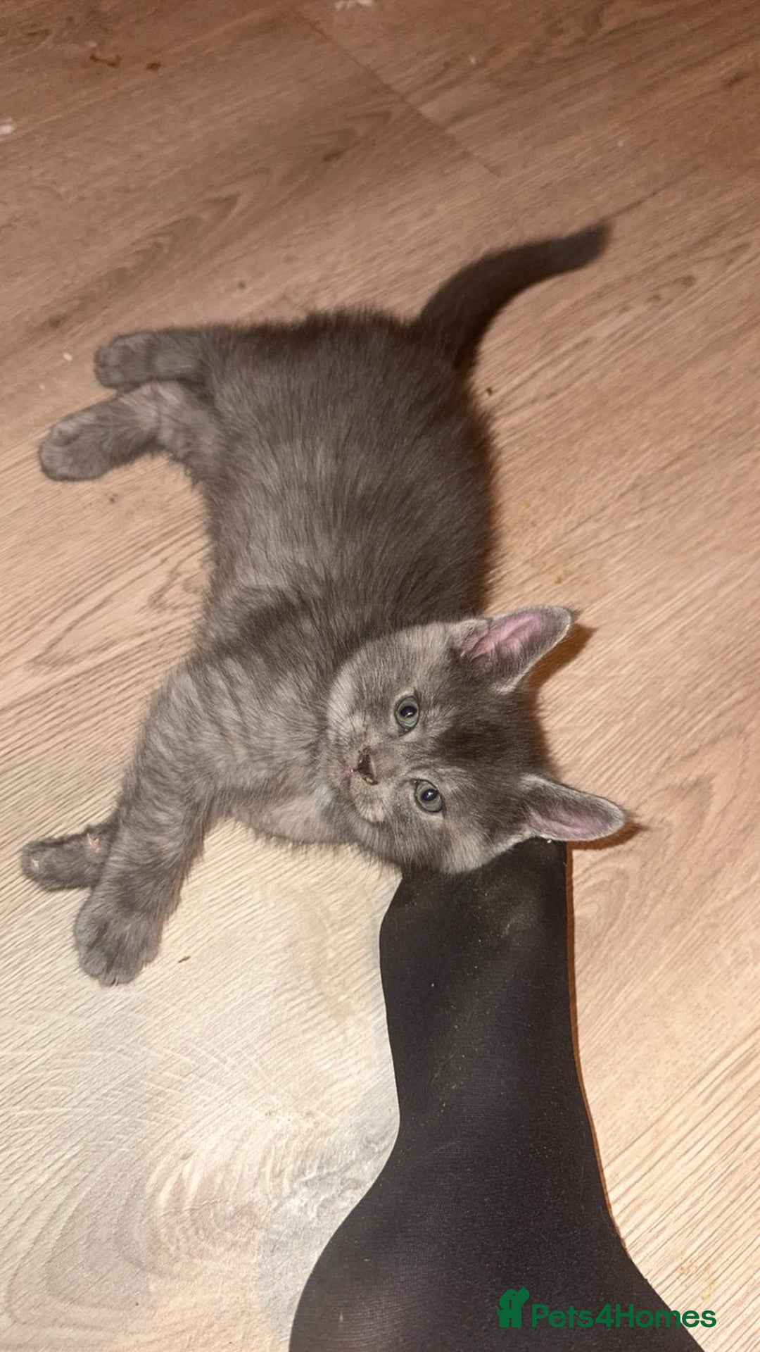 Mixed Breed cats for sale: Mainecoon cross - Advert 19