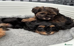 Schnoodle dogs for sale: F1 Puppy schnoodles - Image 6