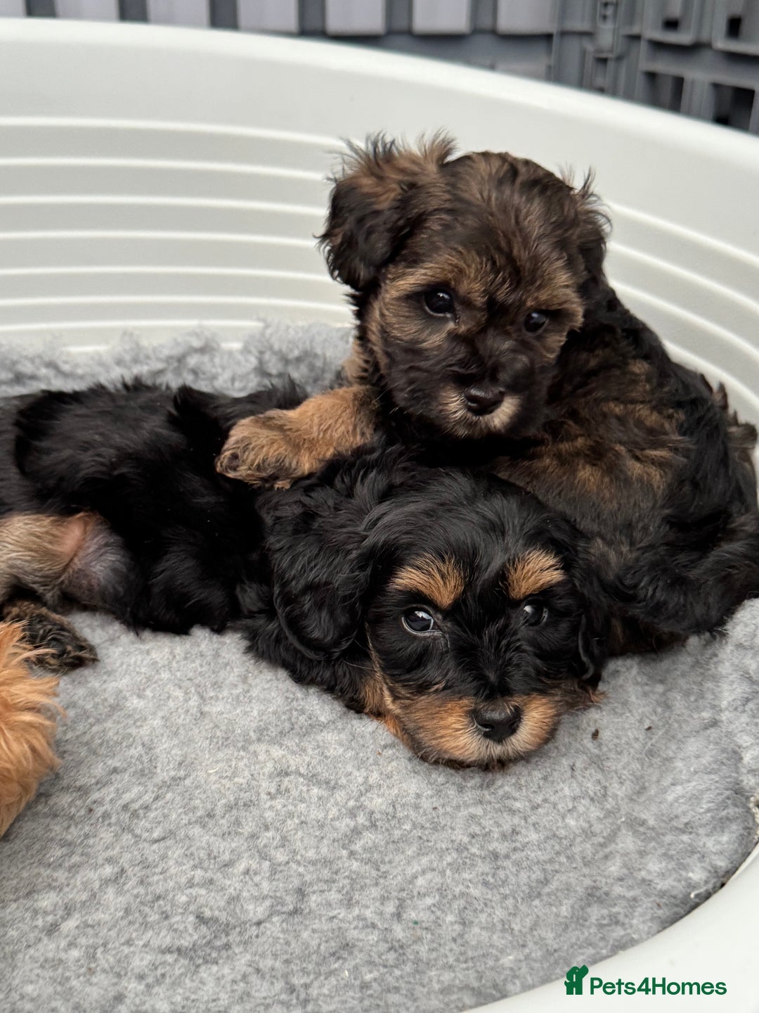 Schnoodle dogs for sale: F1 Puppy schnoodles - Image 6