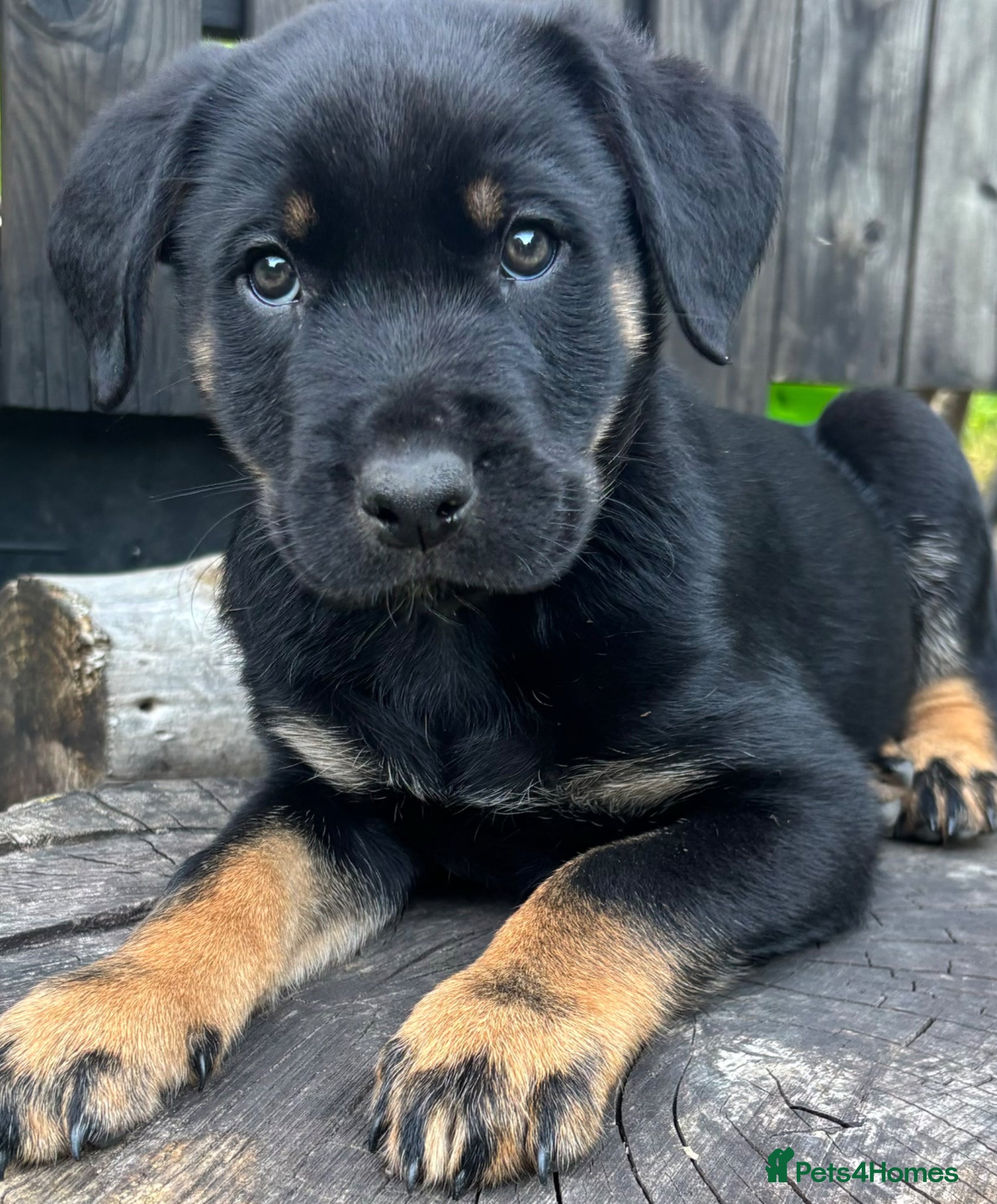 Mixed Breed dogs Border Rotty puppies for sale  - Advert 13