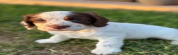 Cocker Spaniel dogs for sale: Ready to leave - Reduced to find his forever home - Advert 18