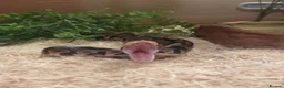 Python Snake reptiles for sale: BALL PYTHON in Runcorn - Advert 6