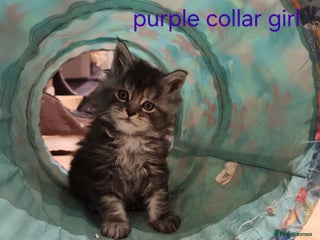 Maine Coon cats Pure Maine coon kittens 4 left boys 3 girls - Advert 14