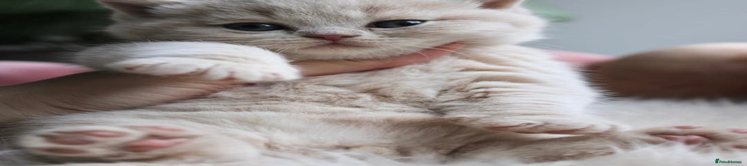 British Shorthair Kitten 5