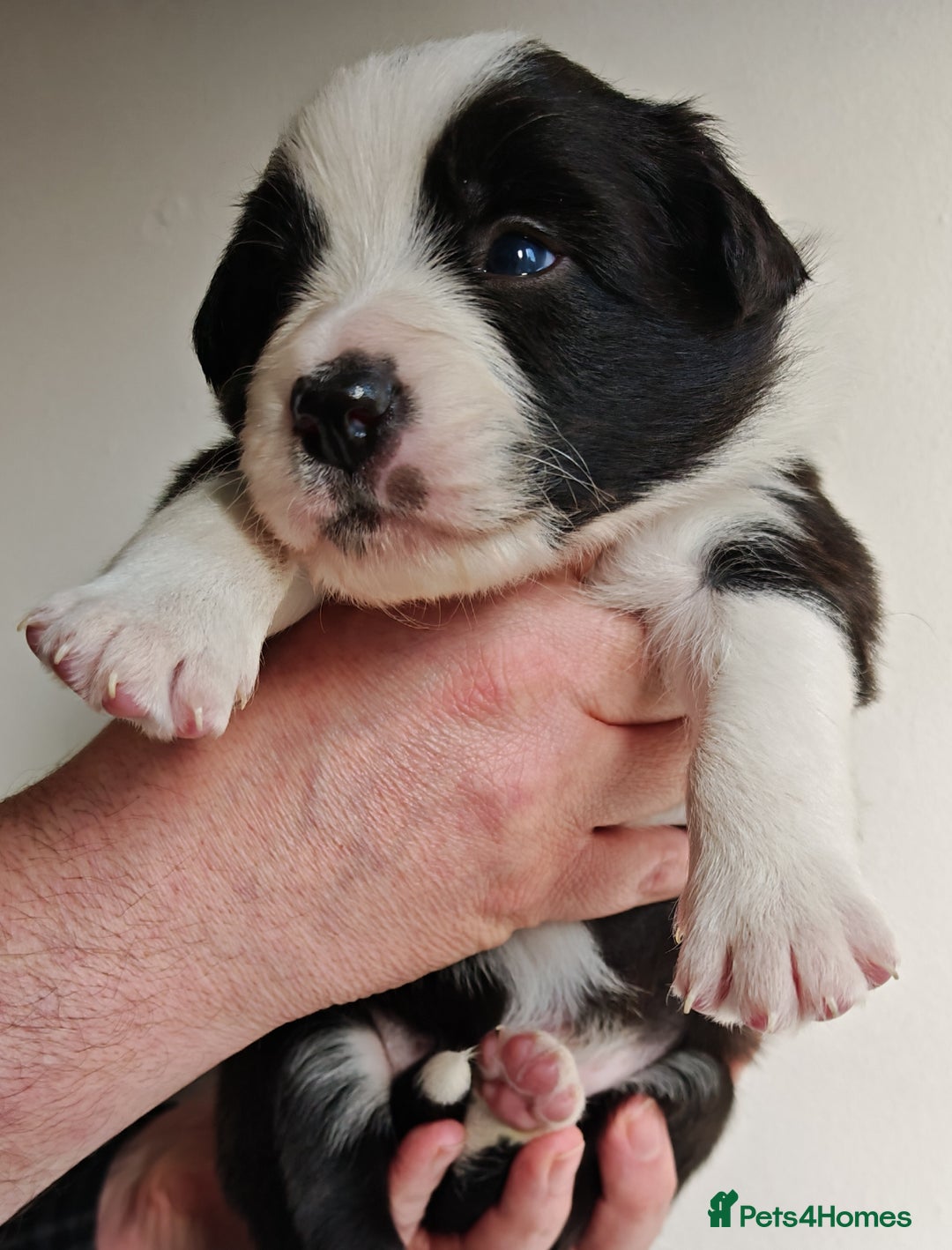 Border Collie dogs for sale: KC registered border collie puppies  - Advert 2