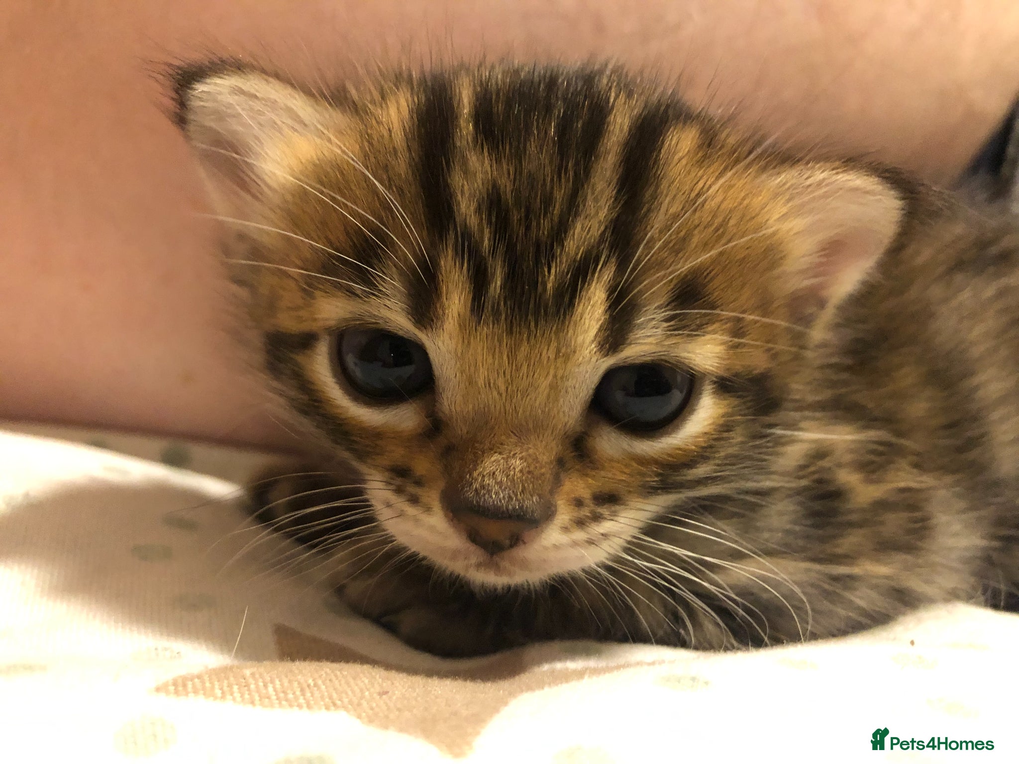 Bengal cats for sale: Little Bengal girl in Liskeard - Advert 5