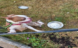 Boston Terrier dogs for sale: Stunning Boston Terrier Girl - Image 5